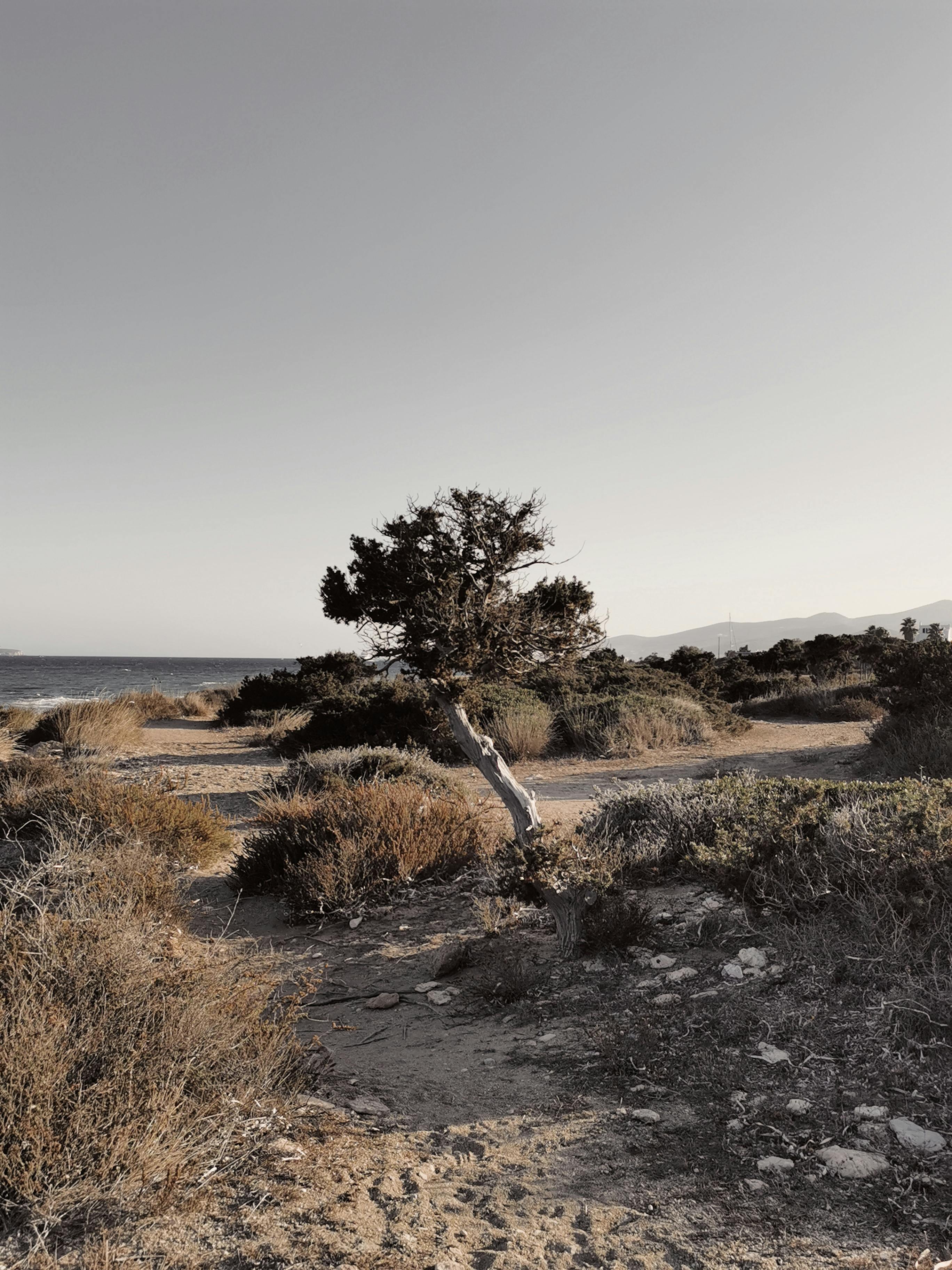 A solitary tree in the desert-like landscape of Antiparos, Greece, under a gray sky.