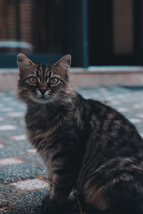 Free Profile of a gray tabby cat sitting on textured ground outdoors. Captures the feline's alert and curious expression. Stock Photo