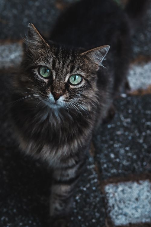 Free A detailed portrait of a tabby cat with striking green eyes on a textured surface. Stock Photo