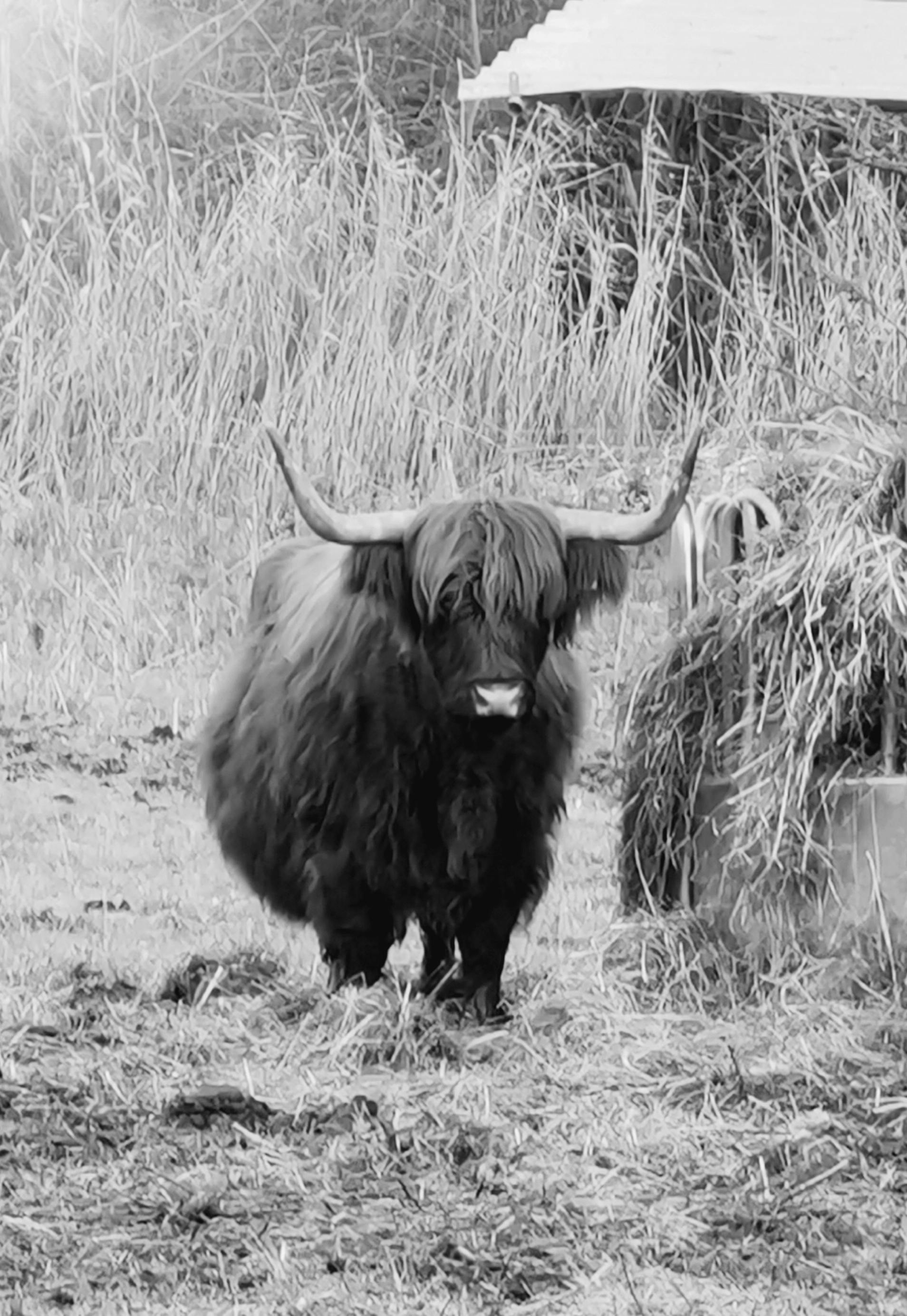Cattle Shed Photos Download Free Cattle Shed Stock Photos HD Images cattle-shed-photos-download-free-cattle-shed-stock-photos-hd-images