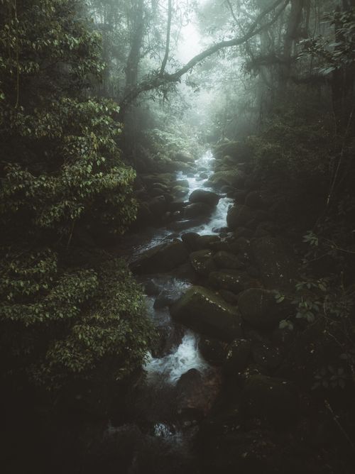 Free A serene misty forest view with a stream flowing over stones, creating a tranquil wilderness scene. Stock Photo