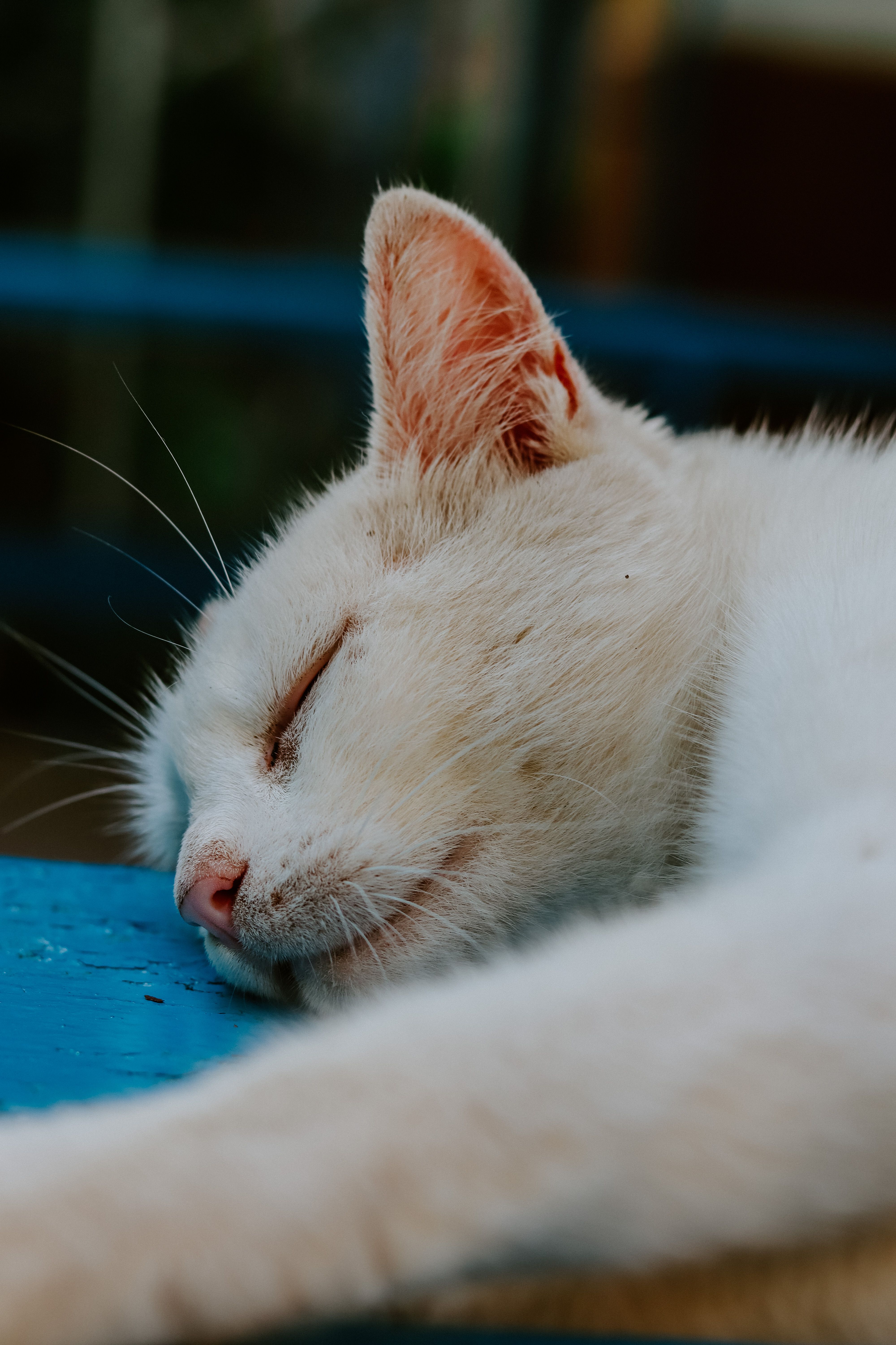Close Up Photo of a White Cat · Free Stock Photo