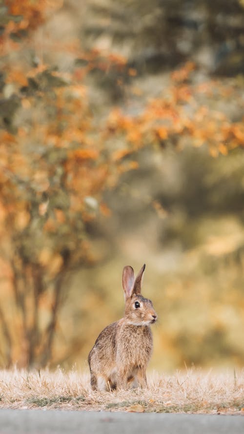 Hare on Brown Grass