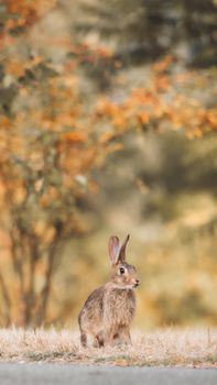 rabbit photo
