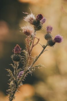 A detailed shot of blooming wild purple thistle flowers in nature, showcasing intricate details and soft focus background.