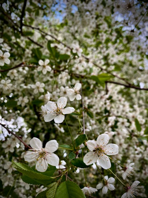 Gratis stockfoto met bloeien, bloem fotografie, detailopname