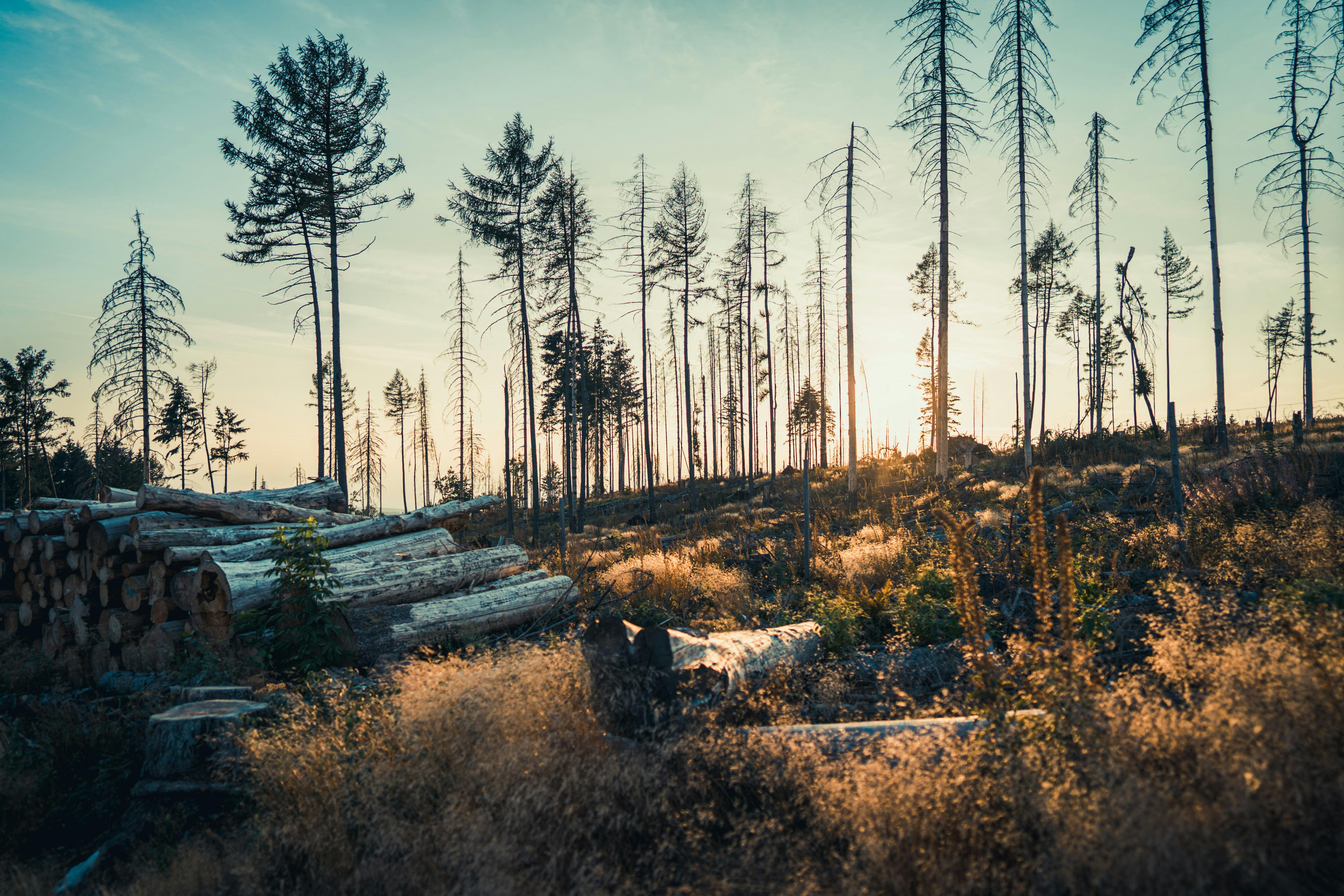 Why More Climate Lawsuits Are Being Filed Globally