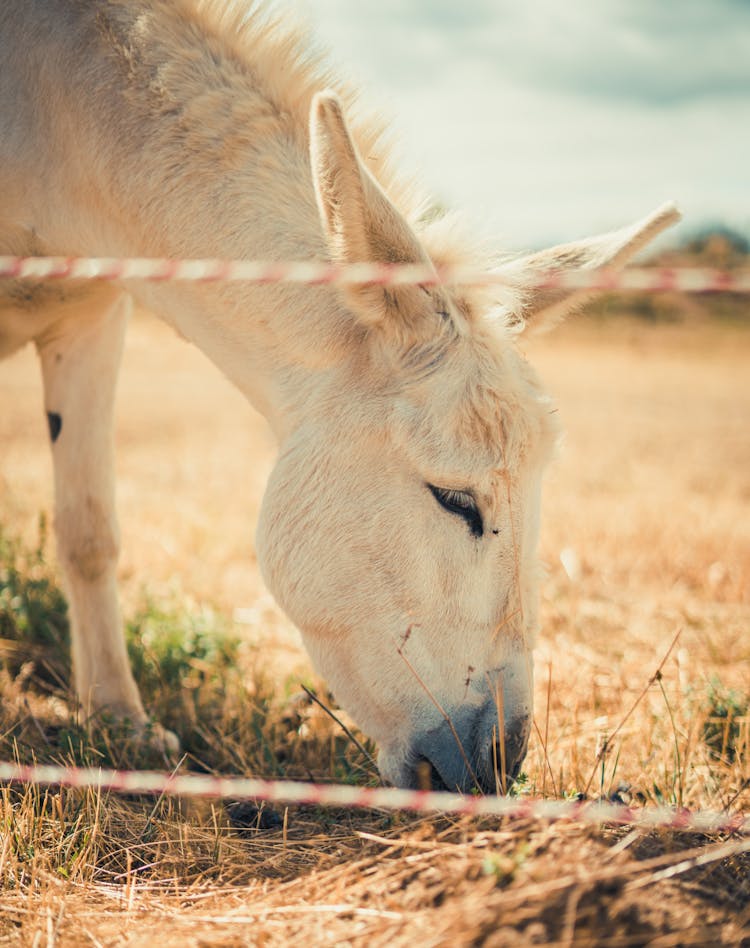 White Horse Eating Grass