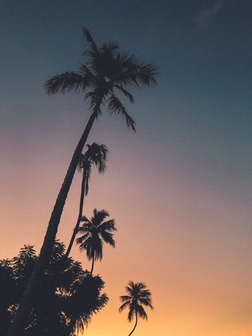 Free Silhouette of tall palm trees against a colorful dusk sky, creating a serene tropical scene. Stock Photo