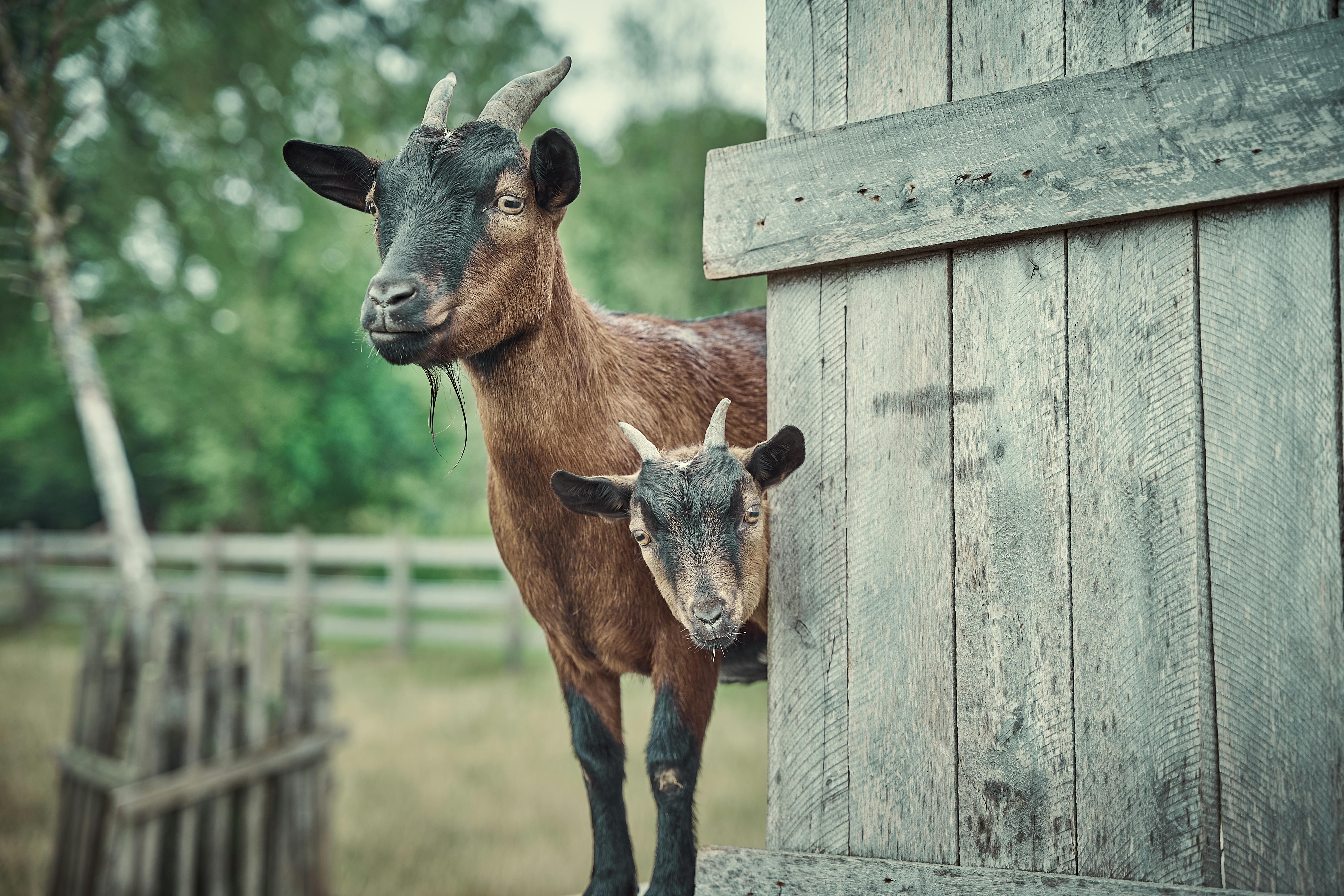 grátis Foto profissional grátis de agricultura, animais, animais com cascos Foto profissional