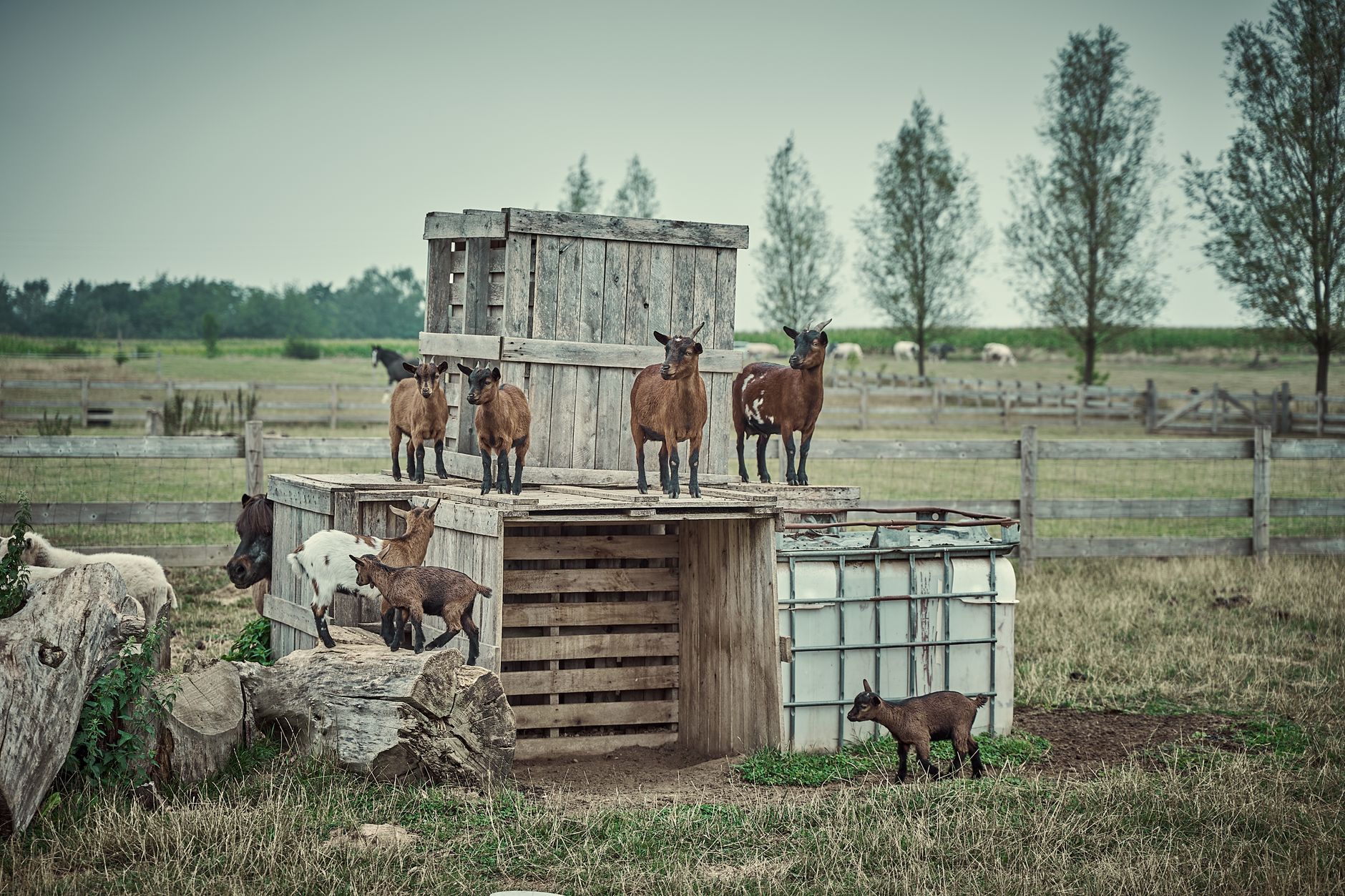 Goat Farm Sunday in the Groene Hart