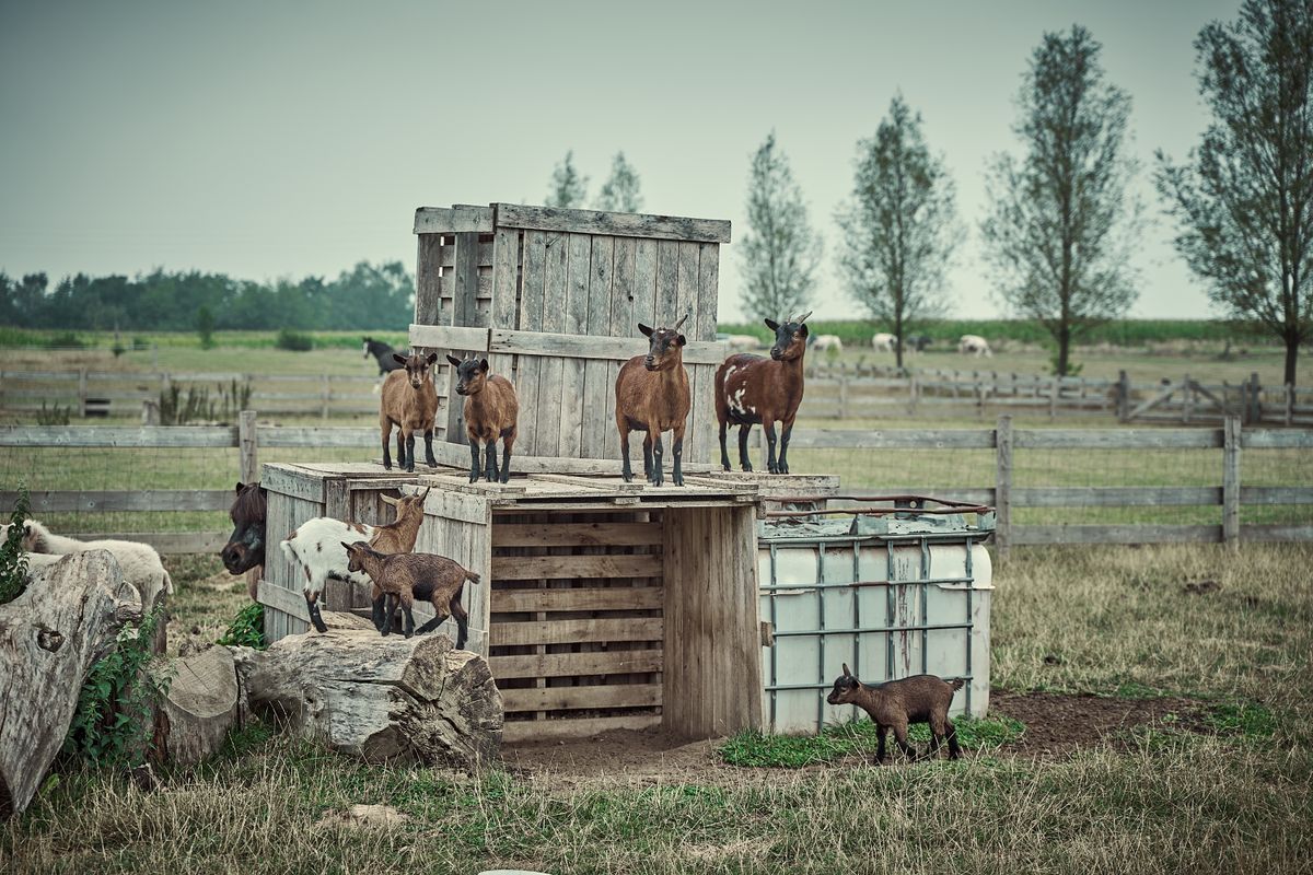 chevres extra toy - Installer un habitat adapté dans son jardin
