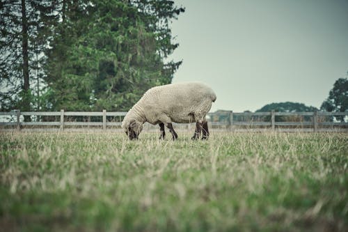 ウシ科, サフォーク羊, 動物の写真の無料の写真素材