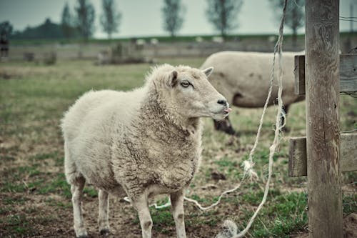 動物攝影, 哺乳動物, 牛科 的 免費圖庫相片