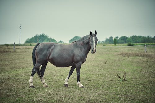 Free Black and White Horse on Green Grass Field Stock Photo