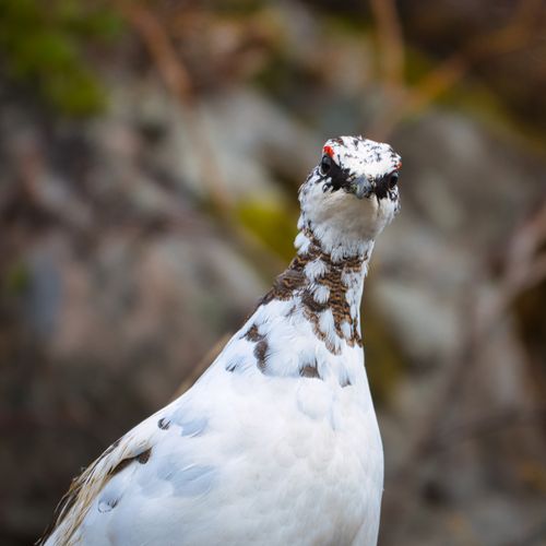 Free Detailed close-up of a Rock Ptarmigan showcasing its unique plumage and expression in a natural setting. Stock Photo