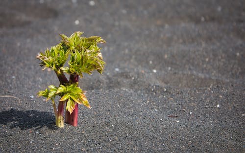 Kostenloses Stock Foto zu einzelpflanze, grün und rot, schwarzer sand