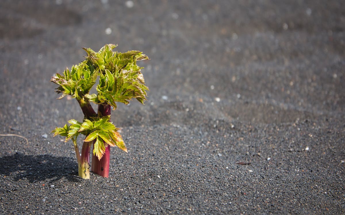 Solitary plant in vulcanic sand
