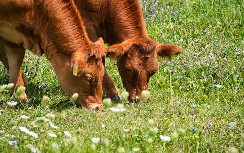 Close up of Cows Eating Grass