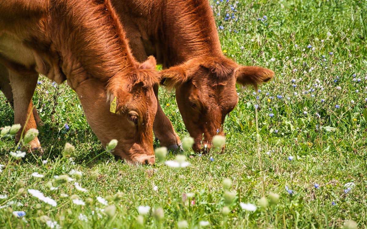 Close up of Cows Eating Grass