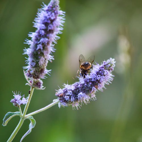 Základová fotografie zdarma na téma fialová kytka, selektivní ohnisko, včela