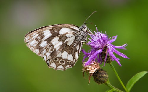 White brown butterfly on purple flower