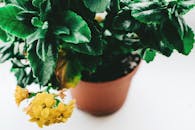 陶土锅里，一株充满活力的绿色多汁植物与黄色花朵相映成趣