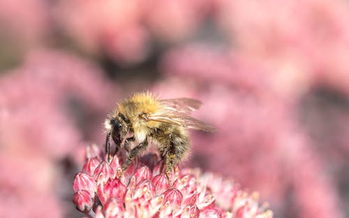 Free Black and Yellow Bee on Pink Flower Stock Photo