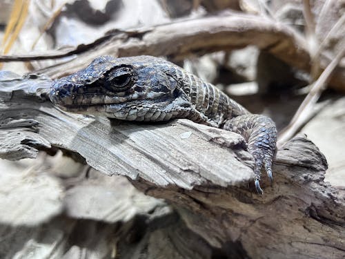 croco, doğa, hayvan içeren Ücretsiz stok fotoğraf