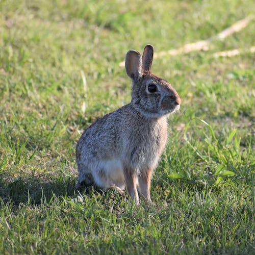 Foto d'estoc gratuïta de animal, conill, conillet