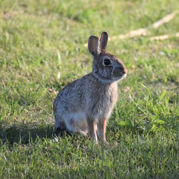 A close-up of a rabbit sitting in lush green grass during springtime, capturing natural wildlife.（イメージ）