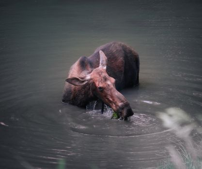 A serene view of a moose feeding in a calm water body, depicting wildlife in nature.