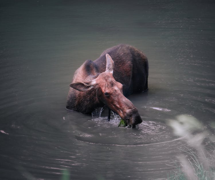 A Moose In The Water 