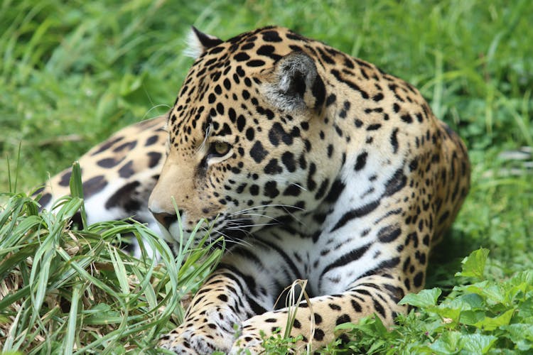 Close-up Of Leopard On Grass 