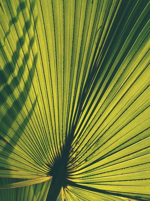 パターン, 垂直ショット, 緑色の葉の無料の写真素材