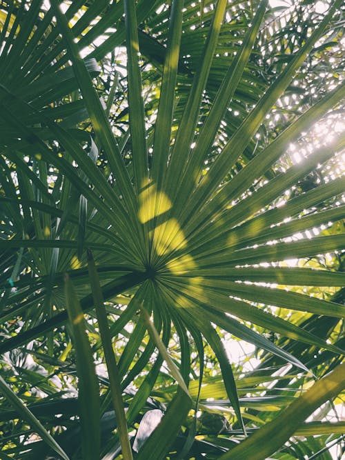 垂直拍摄, 棕櫚樹葉, 特写 的 免费素材图片