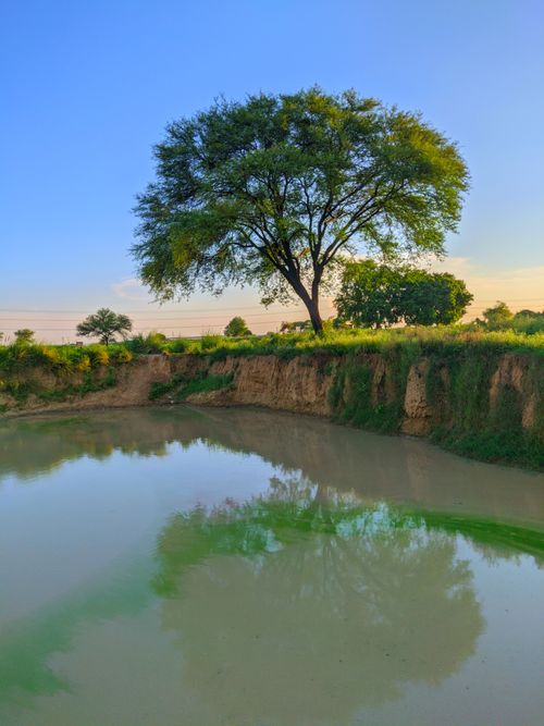 Free Peaceful landscape of a tree reflecting in a calm lake in Chunar, India at sunset. Stock Photo