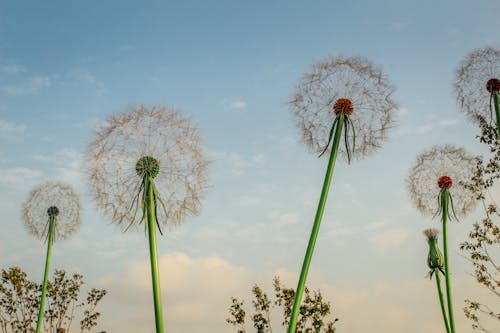 Ücretsiz alan, bulutlar, Çiçekler içeren Ücretsiz stok fotoğraf Stok Fotoğraflar