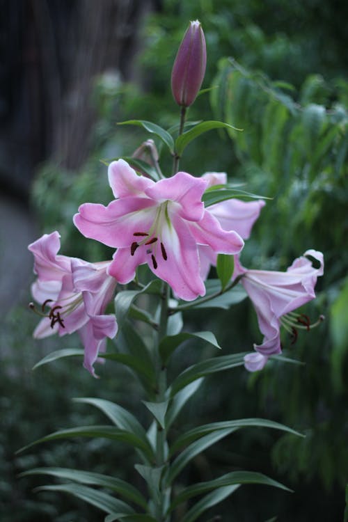 Foto profissional grátis de broto, fechar-se, flora