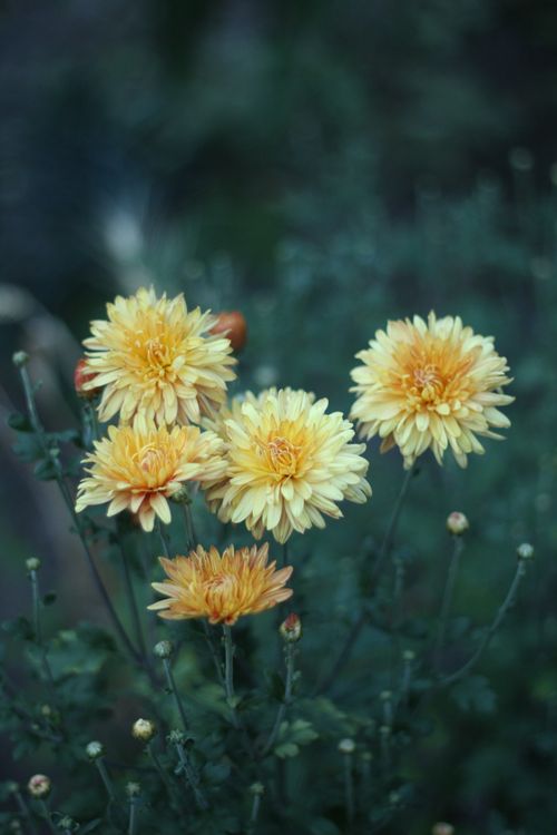 Free Bright yellow chrysanthemums blooming in a garden setting, showcasing nature's beauty. Stock Photo