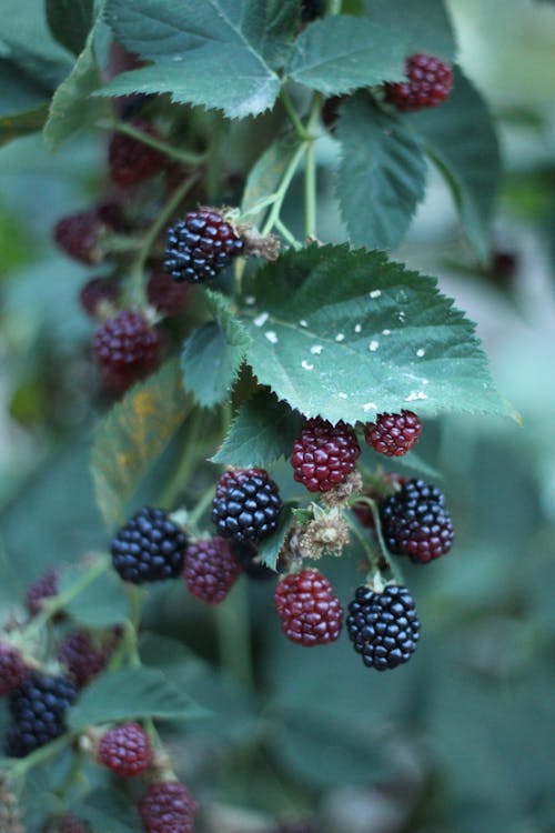 Fotos de stock gratuitas de blackberries, comida, de cerca