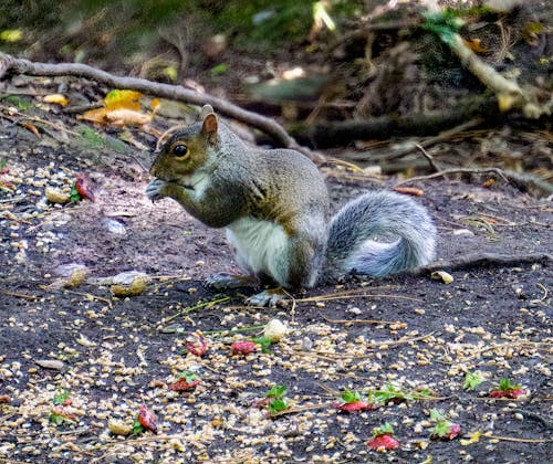 Grey Squirrel Eating on Ground