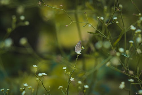 Безкоштовне стокове фото на тему «глибина різкості, квітка, комаха»