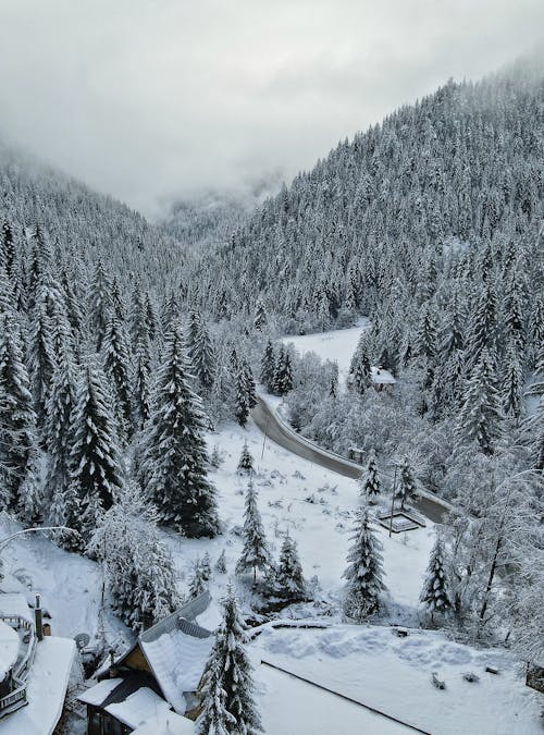 Základová fotografie zdarma na téma chladné počasí, hory, stromy