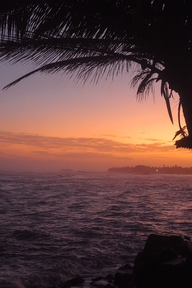 Sunset Scenery From Behind A Palm Tree