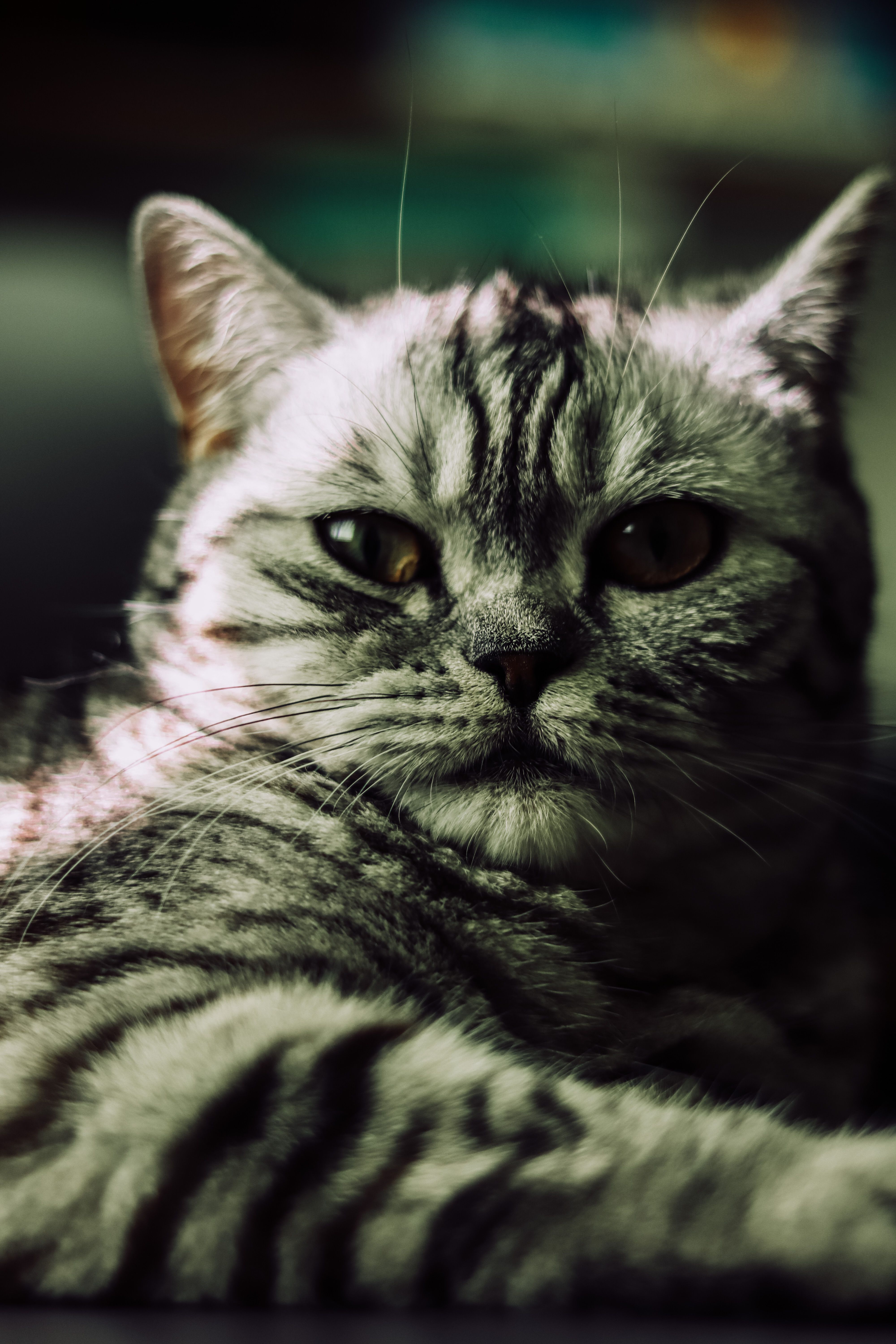 American Shorthair photo 2
