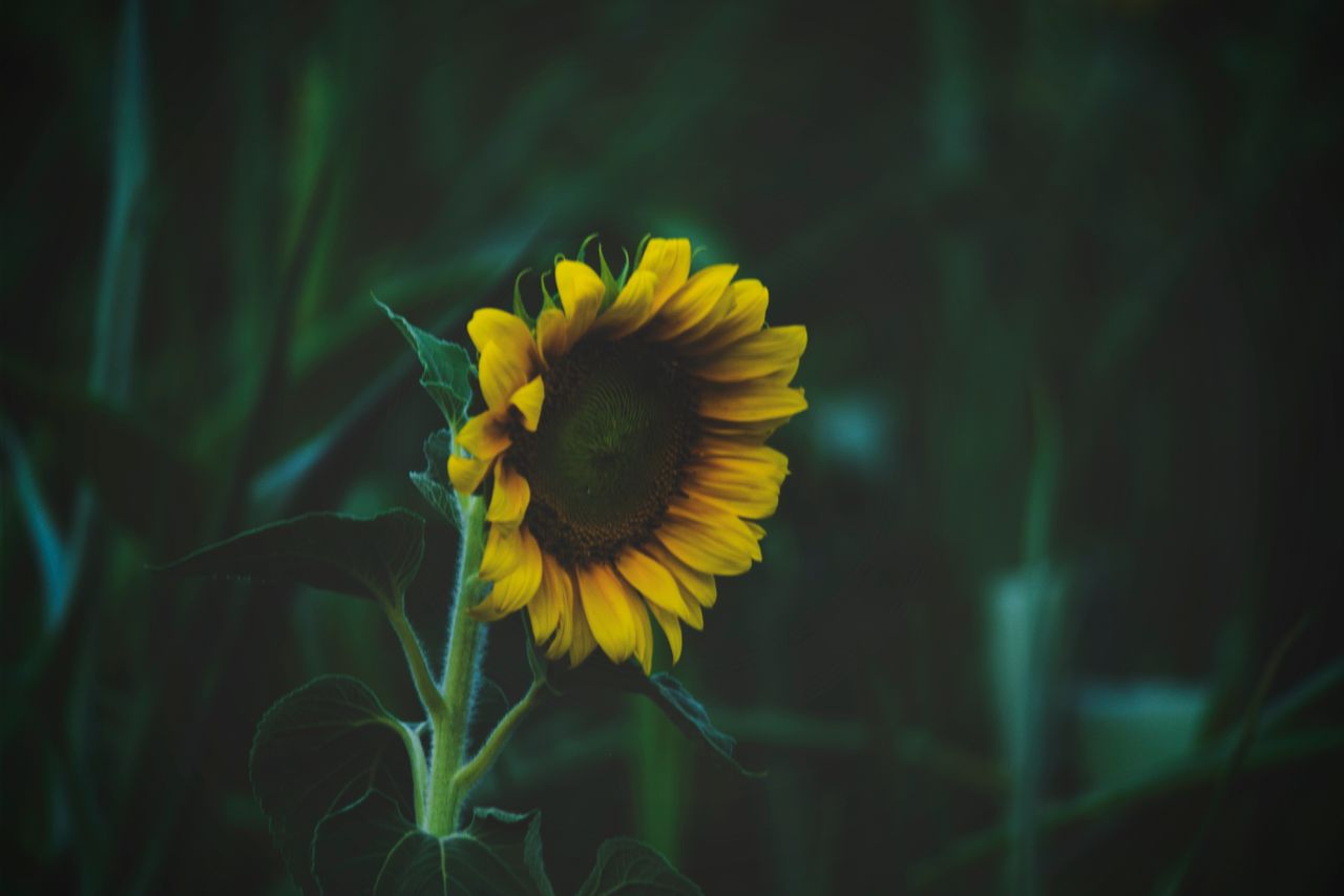 a striking yellow sunflower stands out in a dark moody background crea