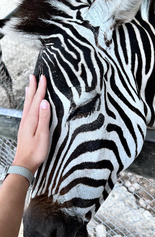 Afrika, beyaz, güven içeren Ücretsiz stok fotoğraf