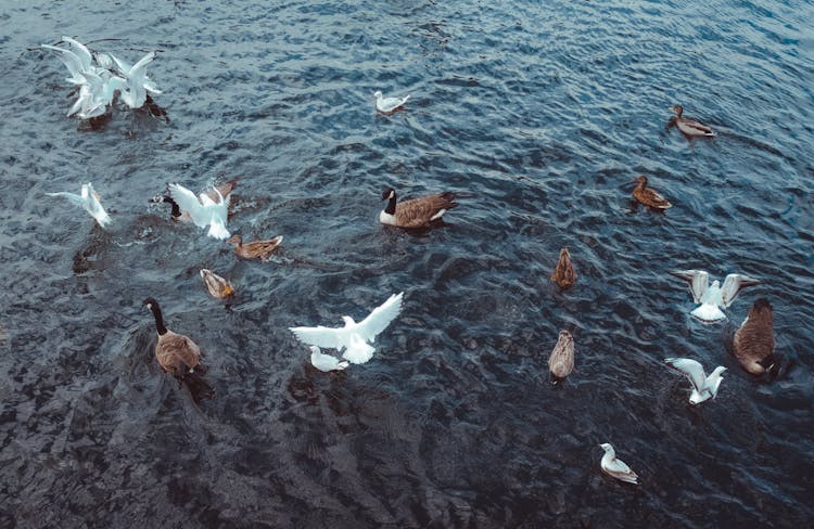 Ducks And Seagulls On Water