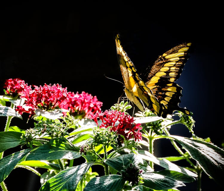 A Giant Swallowtail On Flowers